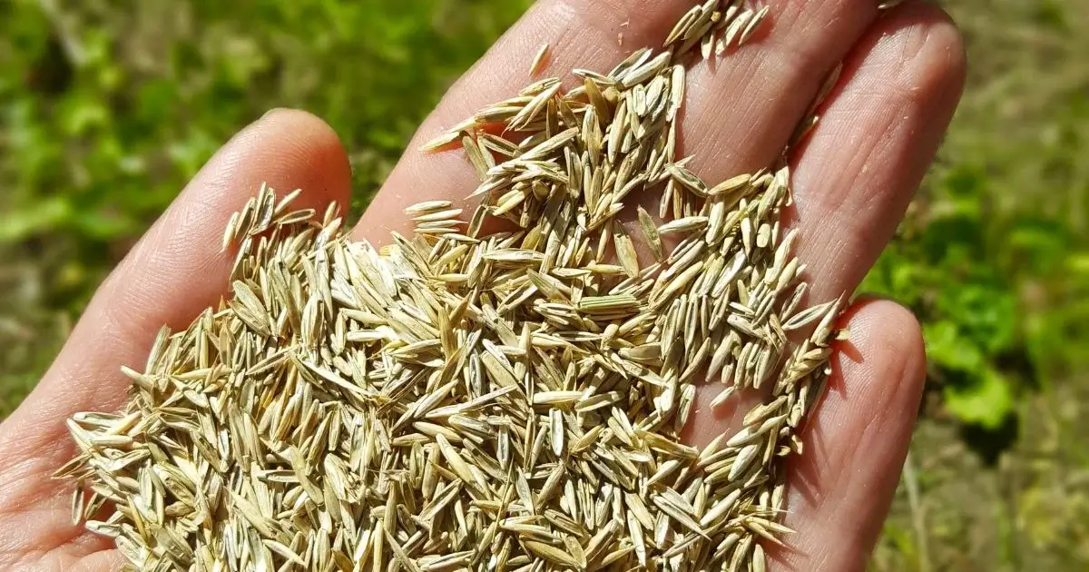 Close-up of hand holding grass seeds.